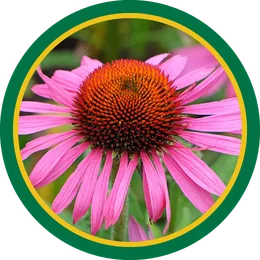 Echinacea